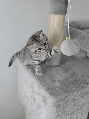 Britisch Kurzhaar Kitten 