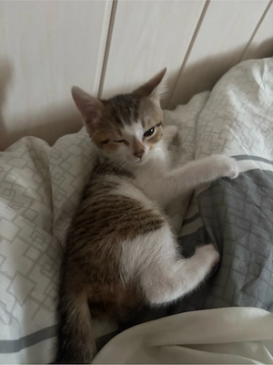 Hauskatze 