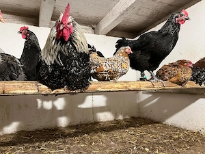 10 Bruteier reinr. Marans aus Hobbyzucht abzugeben. Bild 4