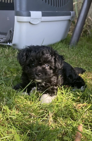 Chipoo Hündin, Chihuahua x Pudel, ähnlich Maltipoo 