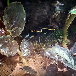 Phyllobates Aurotenia Nachzuchten zur Abgabe in Hamm Bild 2