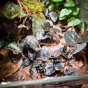 Phyllobates Aurotenia Nachzuchten zur Abgabe in Hamm Bild 3