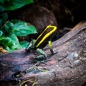 Phyllobates Aurotenia Nachzuchten zur Abgabe in Hamm