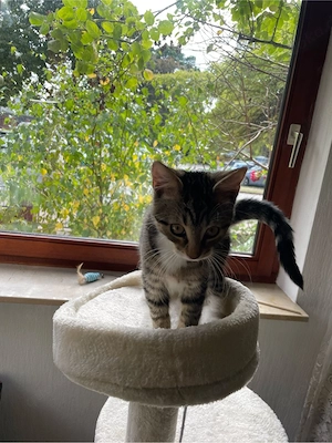 Liebevolles Zuhause für unseren 14 Wochen alten Kater gesucht