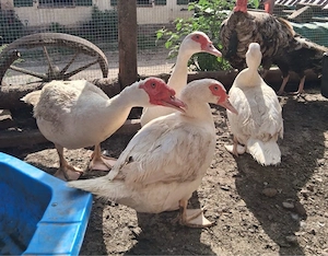 Enten Gänse Hühner