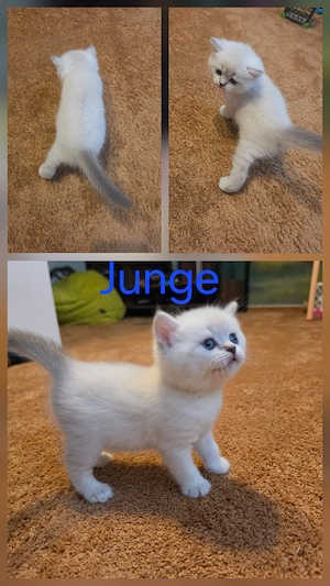 Noch 3 BKH-Kitten Kater