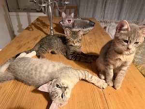 Britisch Kurzhaar x Maine Coon Katzen