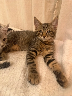Britisch Kurzhaar x Maine Coon Kater