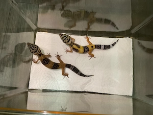 Leopardengecko 