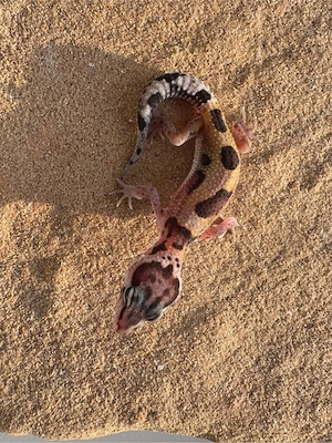 Leopardengecko Nachzuchten   Bild 3
