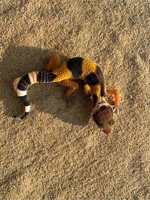 Leopardengecko Nachzuchten   Bild 8