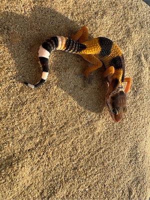 Leopardengecko Nachzuchten   Bild 6