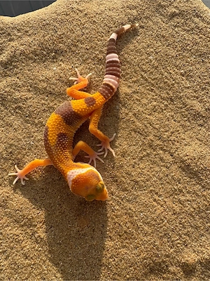 Leopardengecko Nachzuchten   Bild 5