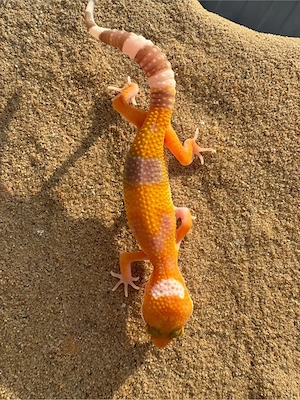 Leopardengecko Nachzuchten   Bild 2