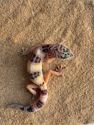 Leopardengecko Nachzuchten   Bild 9