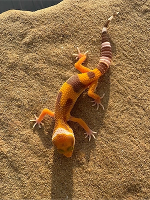 Leopardengecko Nachzuchten   Bild 4