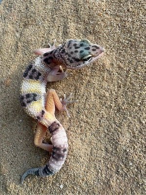 Leopardengecko Nachzuchten   Bild 7