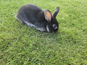 Kanninchen Baby Männchen