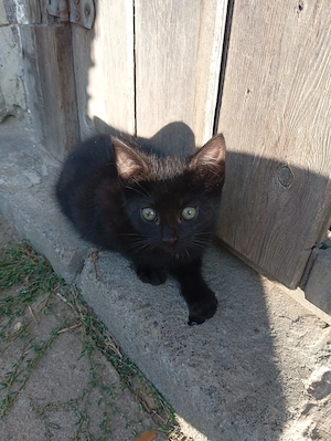 Maikatzen zu verkaufen 