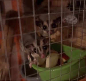 sugar glider