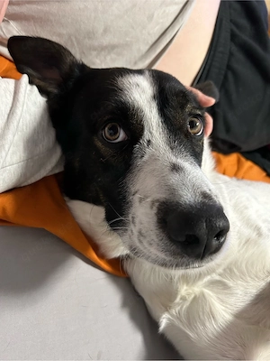 Charlie - 5 jahre - sucht neues Zuhause