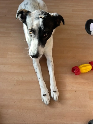 Charlie - 5 jahre - sucht neues Zuhause