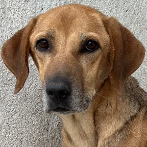Angelina, geb. ca. 07 2022, lebt in GRIECHENLAND, im städt. Tierheim Serres 