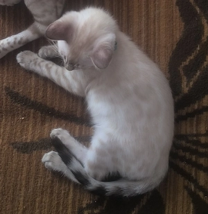 reinrassige Bengalkitten mit Kuschelfaktor 