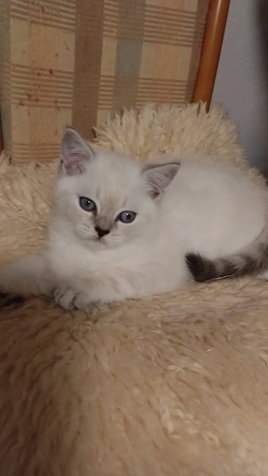 BKH kitten 