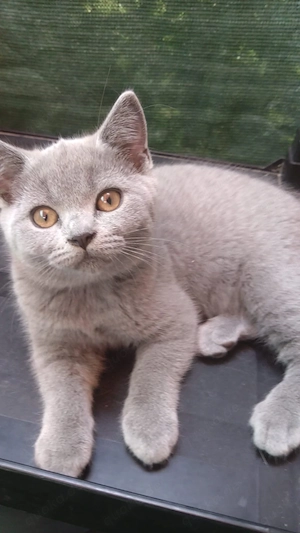 BKH kitten 