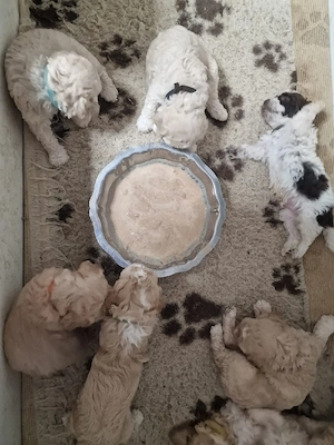 Der Fichtelhof hat Lagotto Romagnolo Welpen 