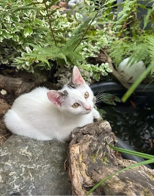 2 süße kitten suchen noch ein zuhause 
