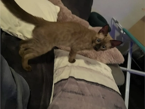 Katzen zu verkaufen Bild 10