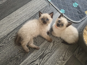 Hübsche Siamkitten suchen ein neues Zuhause 