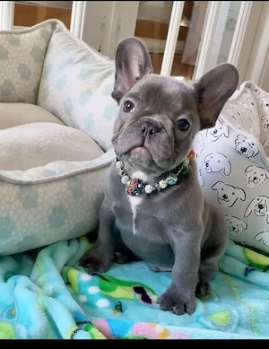 Wunderschöne französische Bulldoggenwelpen suchen ein neues Zuhause. 