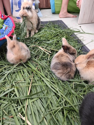 Kaninchen babys suchen ab sofort ein neues Zuhause 