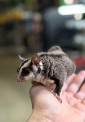 sugar glider