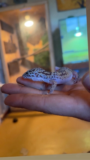 0.1 leopartgecko weibchen 