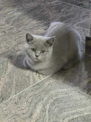 kitten BKH Bild 2