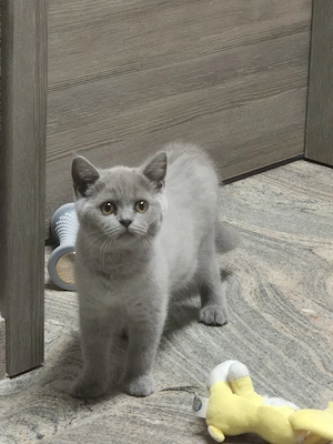 kitten BKH Bild 1