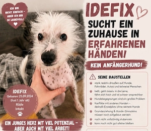       Idefix nur in erfahrene Hände     