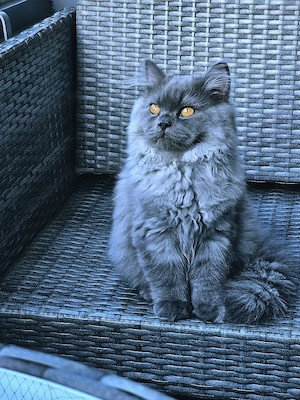 Prächtiger BLH Kater in Blau ab sofort!