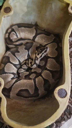 0.1 Enchi Pastell Het Clown Königspython