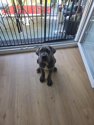 Cane Corso welpe 4 monate jung