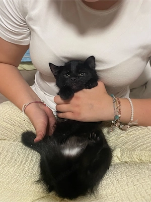  drei süße schwarze Babykatzen