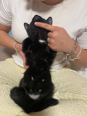 schwarze Kater