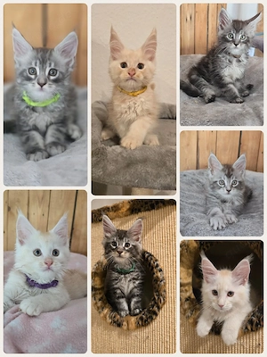 Reinrassige Maine Coon Kitten 