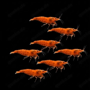 Orange Sakura Zwerggarnelen Garnelen Neocaridina davidi