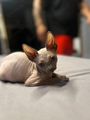 Sphynx-Katze