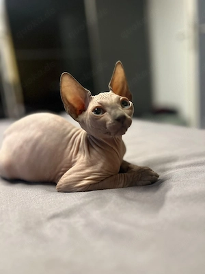 Sphynx-Katze